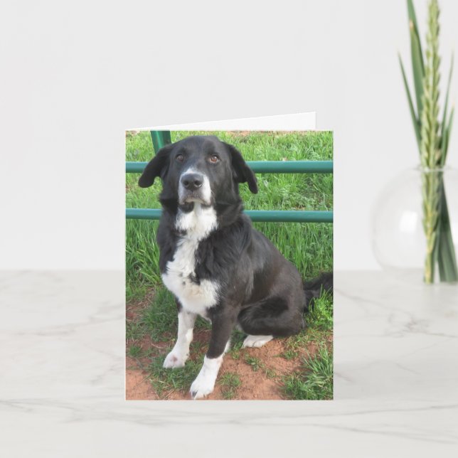 Photo of shelter dog card (Front)