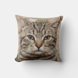 Photo of the serious tiger cat - lovers of cats cushion