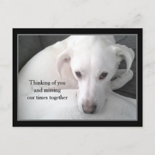 Photo of Unique White Labrador Retriever Mix Dog P Postcard