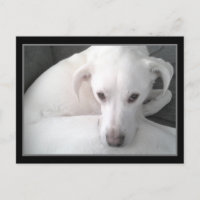 Photo of Unique White Labrador Retriever Mix Dog