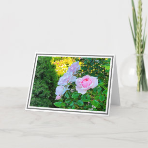 Photo Pale Pink Climbing Roses With Green Foliage Card