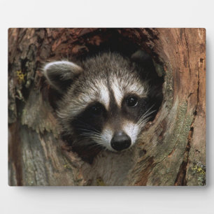 Photo Plaque-Racoon In Tree Plaque