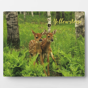 Photo Plaque-Yellowstone Baby Deer Plaque