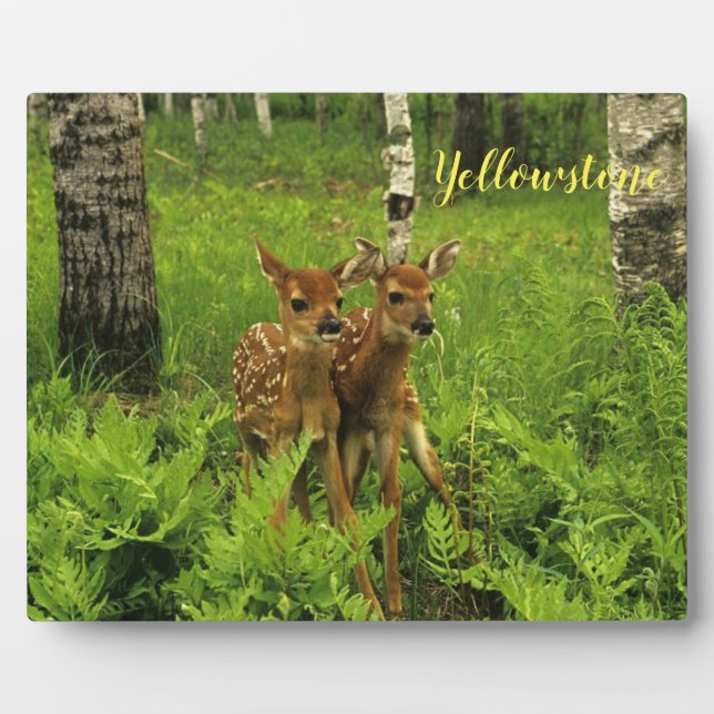 Photo Plaque-Yellowstone Baby Deer Plaque (Front)