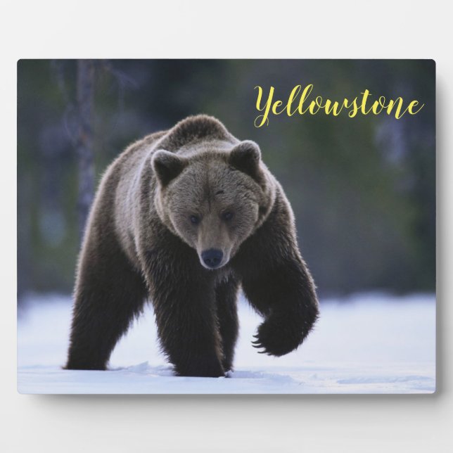 Photo Plaque-Yellowstone Bear Plaque (Front)