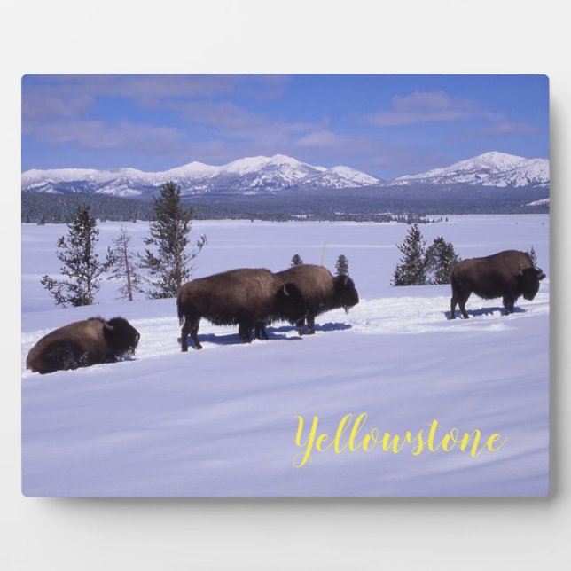 Photo Plaque-Yellowstone Buffalo Plaque (Front)