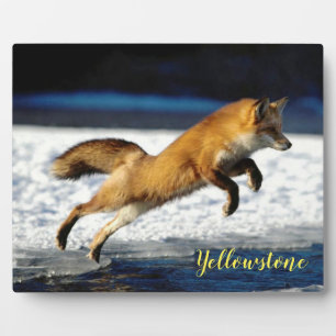 Photo Plaque-Yellowstone Red Fox Plaque