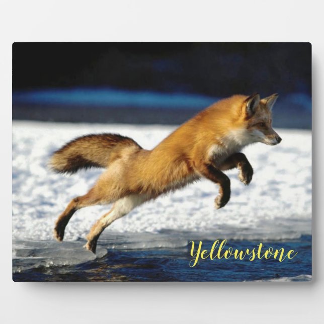 Photo Plaque-Yellowstone Red Fox Plaque (Front)
