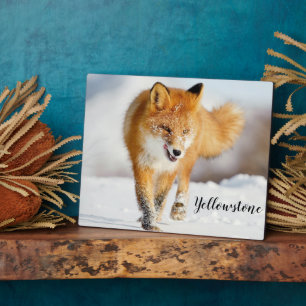Photo Plaque-Yellowstone Red Fox Plaque