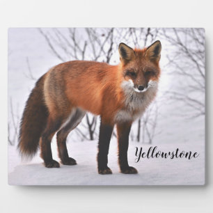 Photo Plaque-Yellowstone Red Fox Plaque