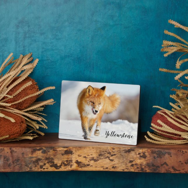 Photo Plaque-Yellowstone Red Fox Plaque (Side)