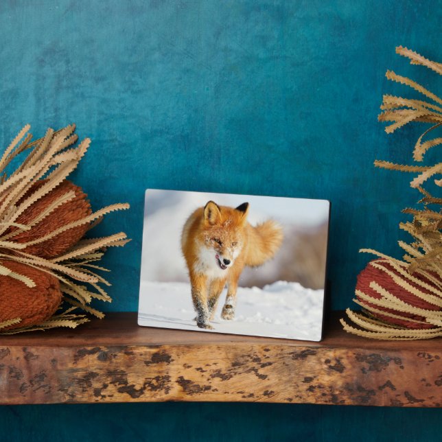 Photo Plaque-Yellowstone Red Fox Plaque (Side)