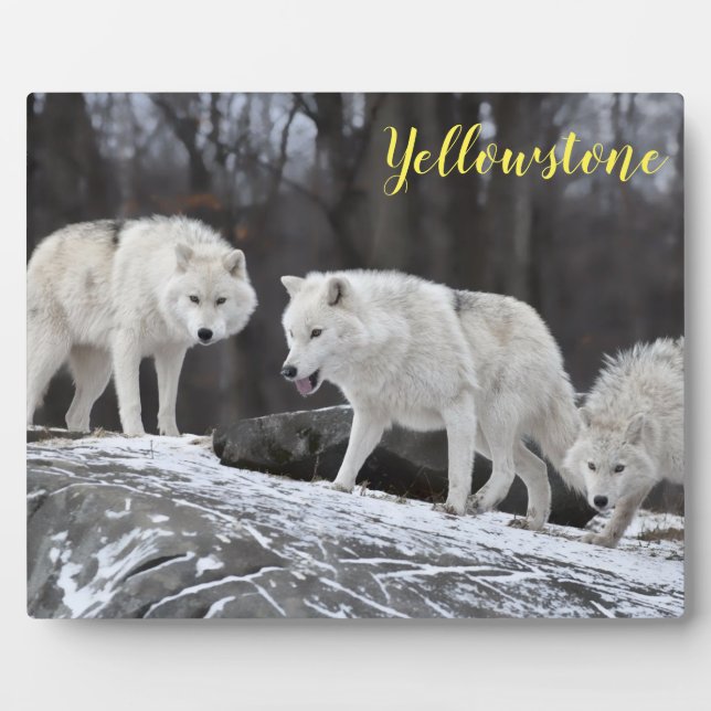 Photo Plaque-Yellowstone Wolves Plaque (Front)