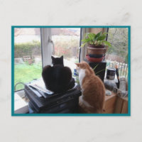 Photo Postcard 8 Cats View - Natural Beauty