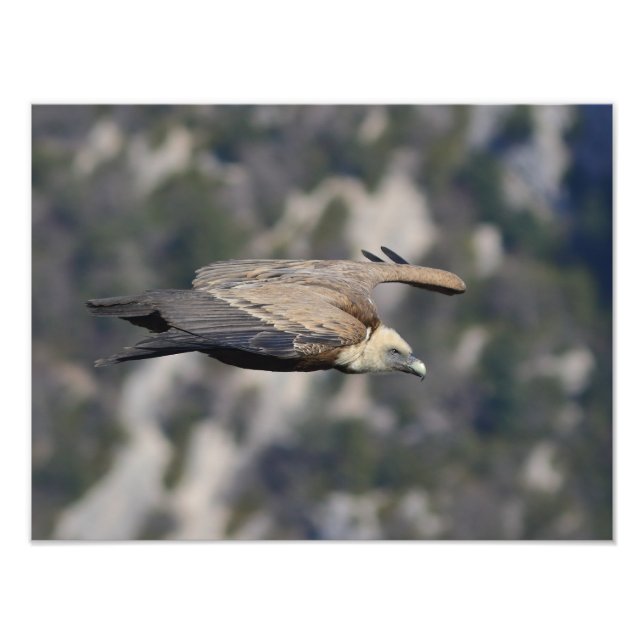 Photo/poster of the Faucet vulture Photo Print (Front)