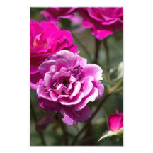 Photo Print Beautiful Roses Photography