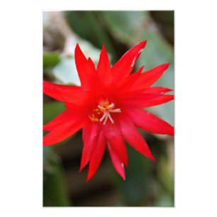 Photo Print - Easter Cactus