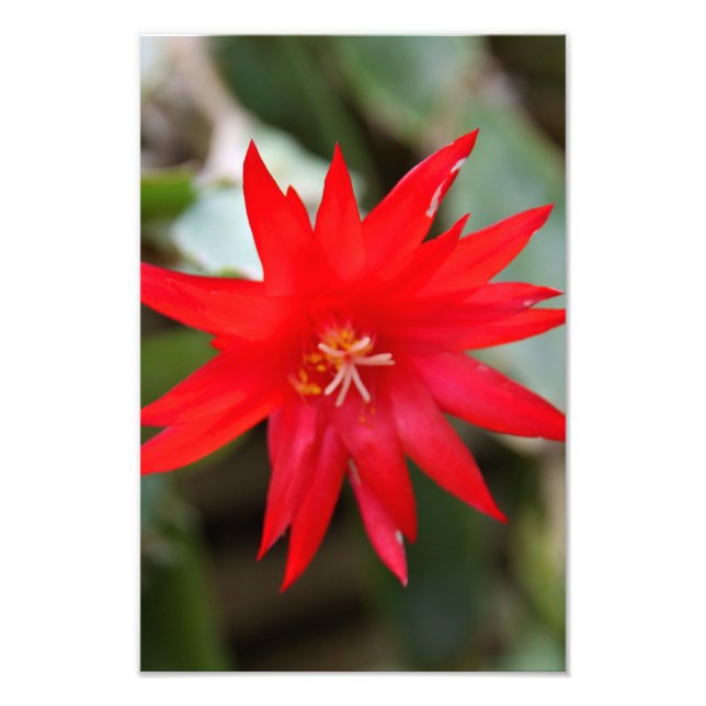Photo Print - Easter Cactus (Front)