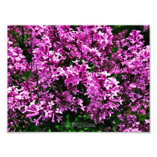 Photo Print (Exact Size) - Purple Antique Lilacs