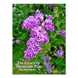 Photo Print (Exact Size) - Purple Lilacs Highland