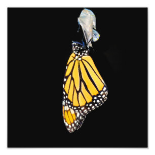 Photo Print - Monarch Butterfly (2022)