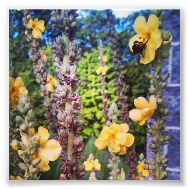 photo print of a bubble bee in a wild flower (Front)