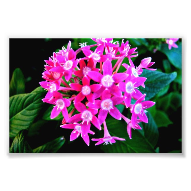 Photo Print Of Beautiful Pink Flowers (Front)