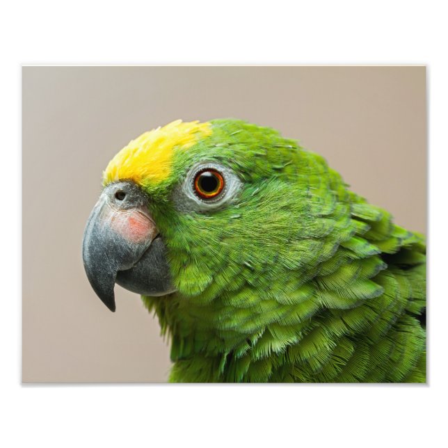 Photo print of yellow headed Amazon green parrot (Front)