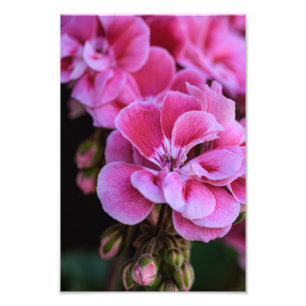 Photo Print Pink Geranium Blossoms