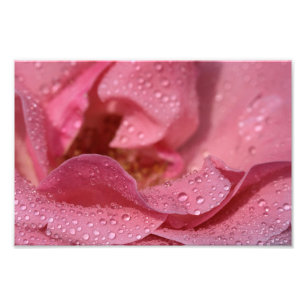 Photo Print Pink Rose Petals After The Rain