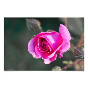 Photo Print Rose And Buds Photograph