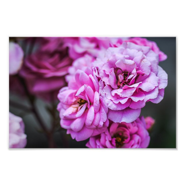 Photo Print Soft Pink Roses  (Front)
