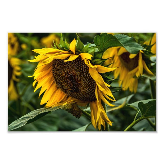 Photo Print Sunflower Elegance (Front)