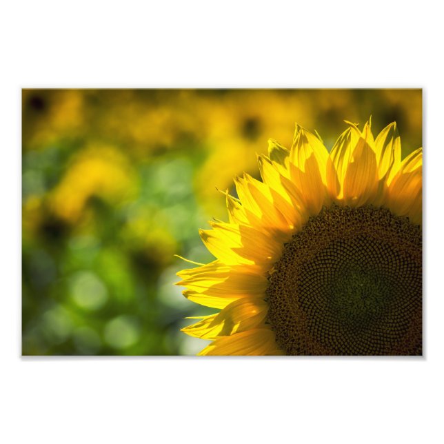 Photo Print Sunflower Elegance (Front)