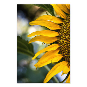 Photo Print Sunflower Rain With Drops Photography
