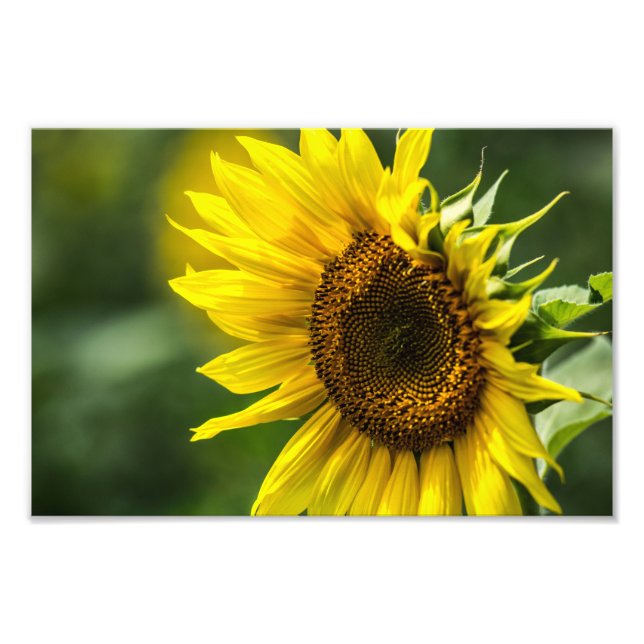 Photo Print - Sunlit Sunflower (Front)