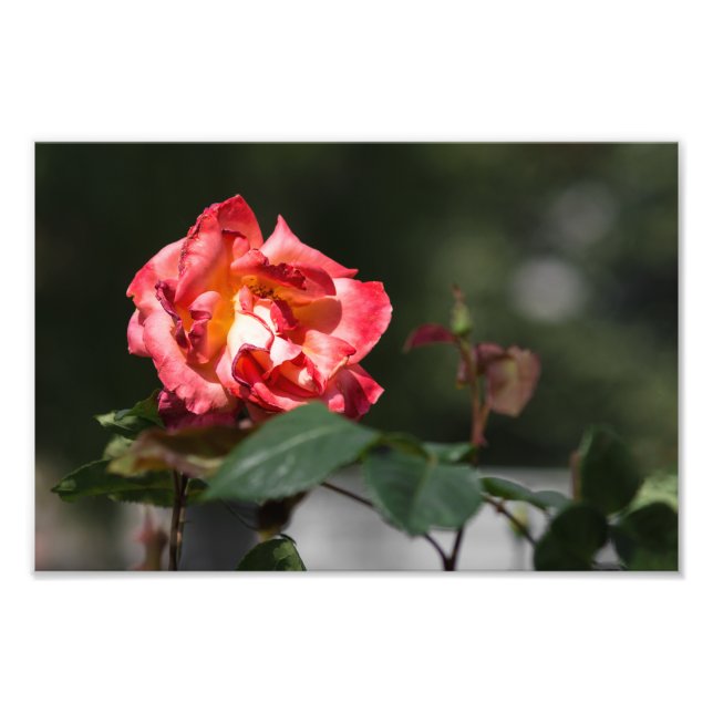 Photo Print The Withering Rose (Front)