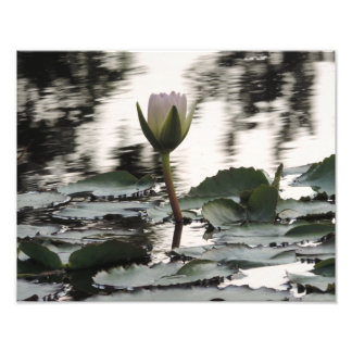 Photo print wall art - Water Lily