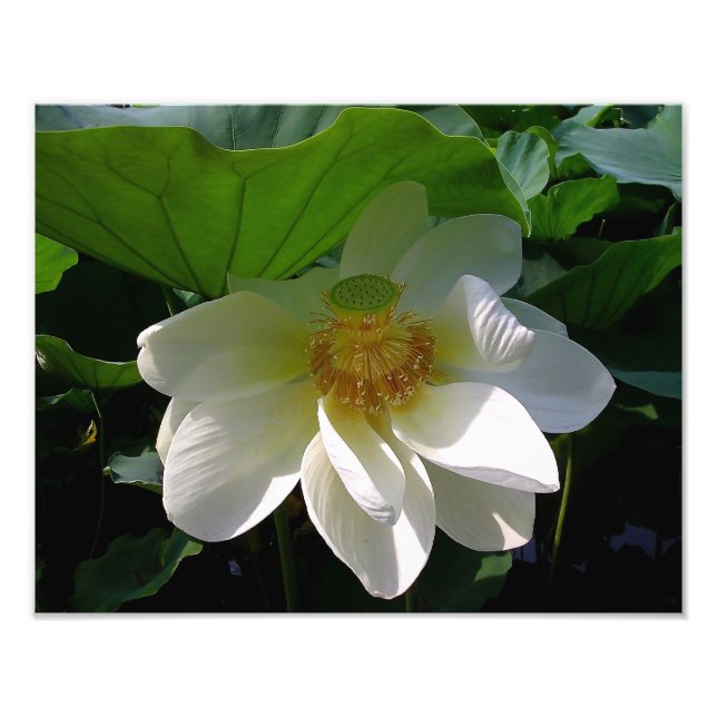 Photo Print with delicate white Lotus Flower (Front)