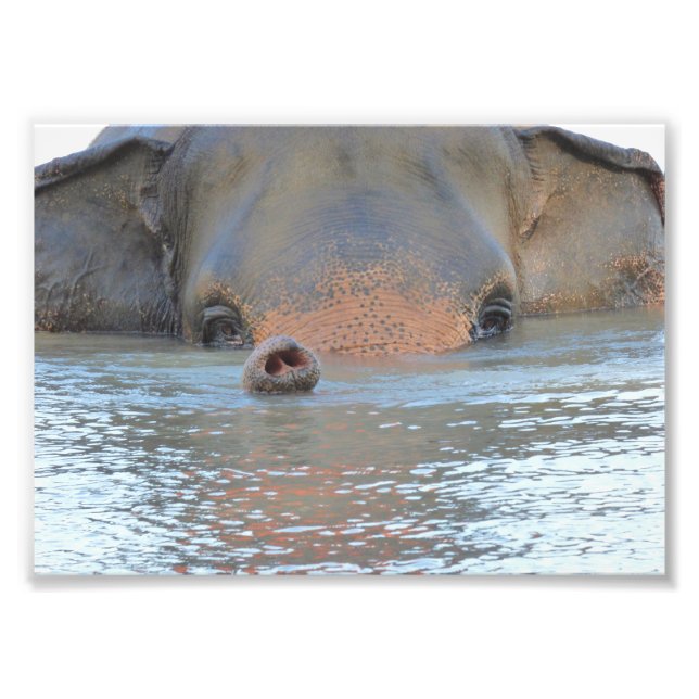 Photo prints: Wildlife and Nature Photography (Front)