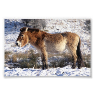 Photo - Przewalski horse Print