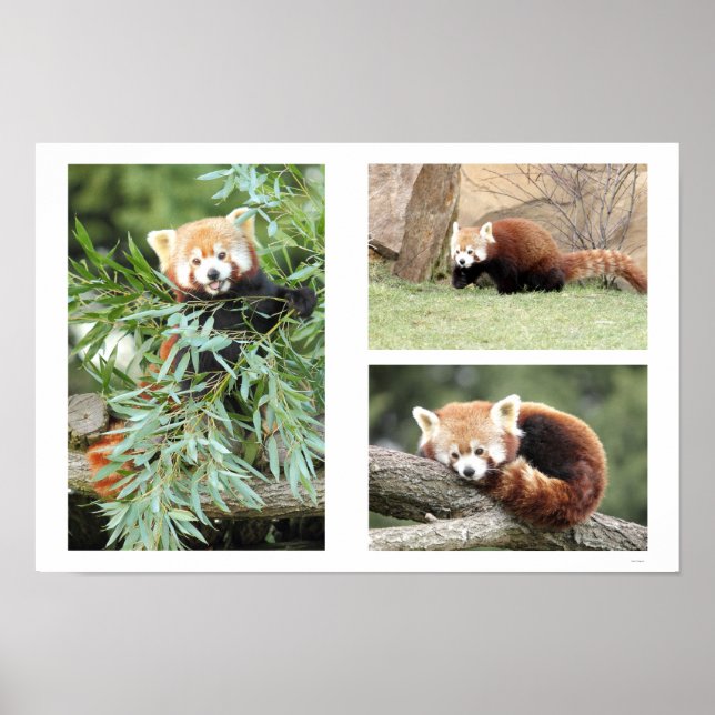 Photo red panda , animals 0612. poster (Front)
