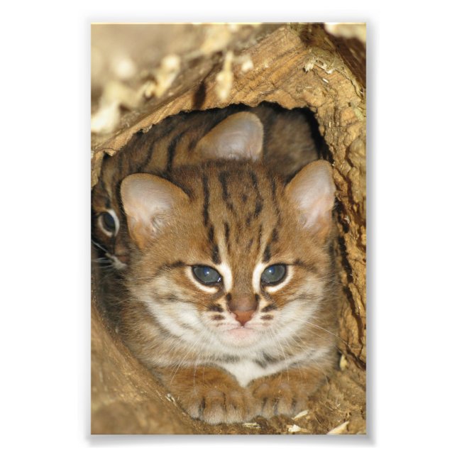 Photo - rusty spotted cat 2 (Front)