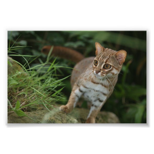 Photo - rusty spotted cat print (Front)