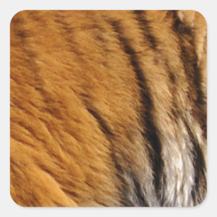 Photo-sampled Tiger Stripes Big Cat Wildlife Square Sticker