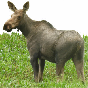 Photo Sculpture of moose 5x7