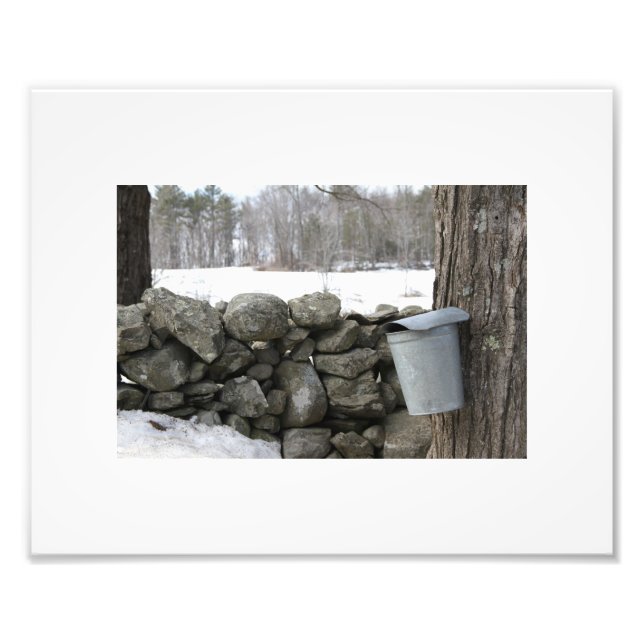 Photo showing maple sap gathering in the spring print (Front)