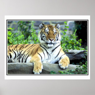 Photo Siberian tiger Poster