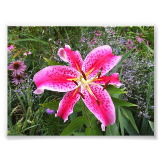 Photo - Stargazer Lily