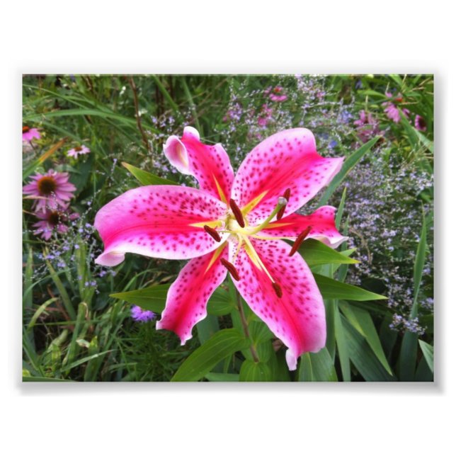 Photo - Stargazer Lily Print (Front)